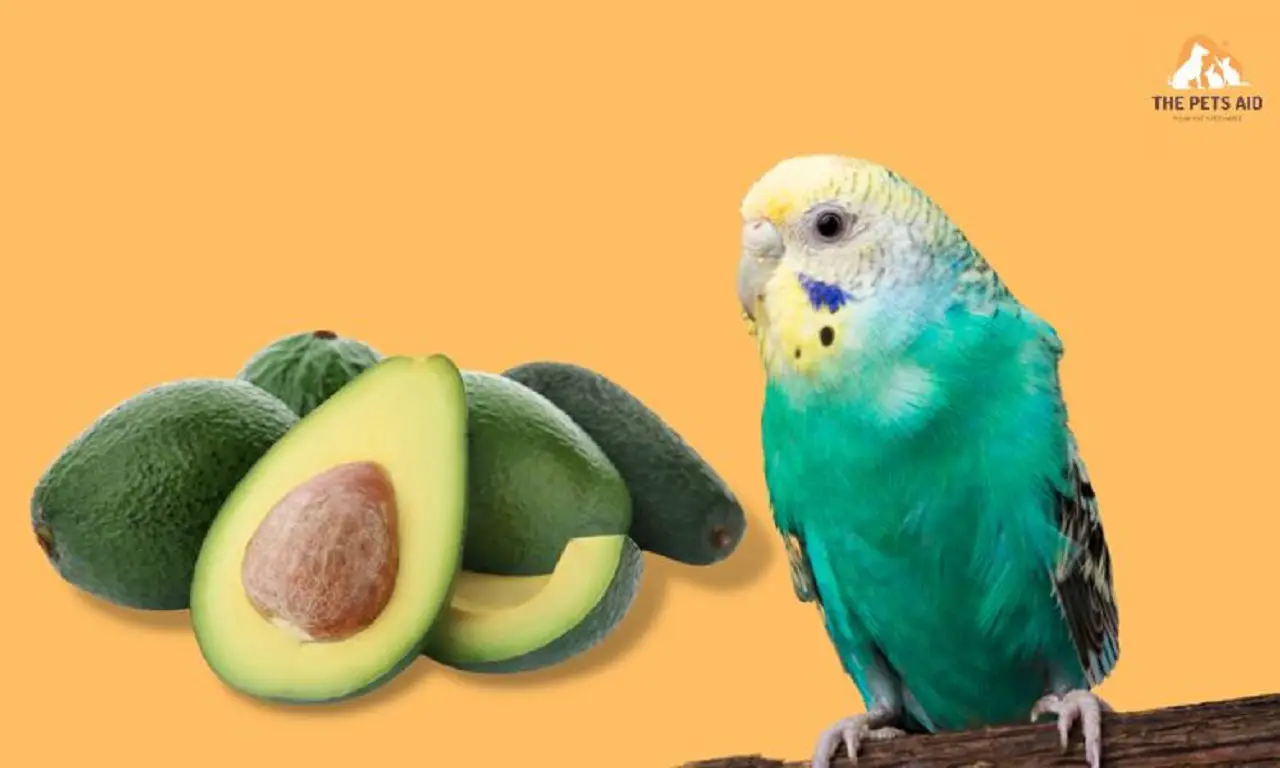 What Fruits Budgies Can't Eat