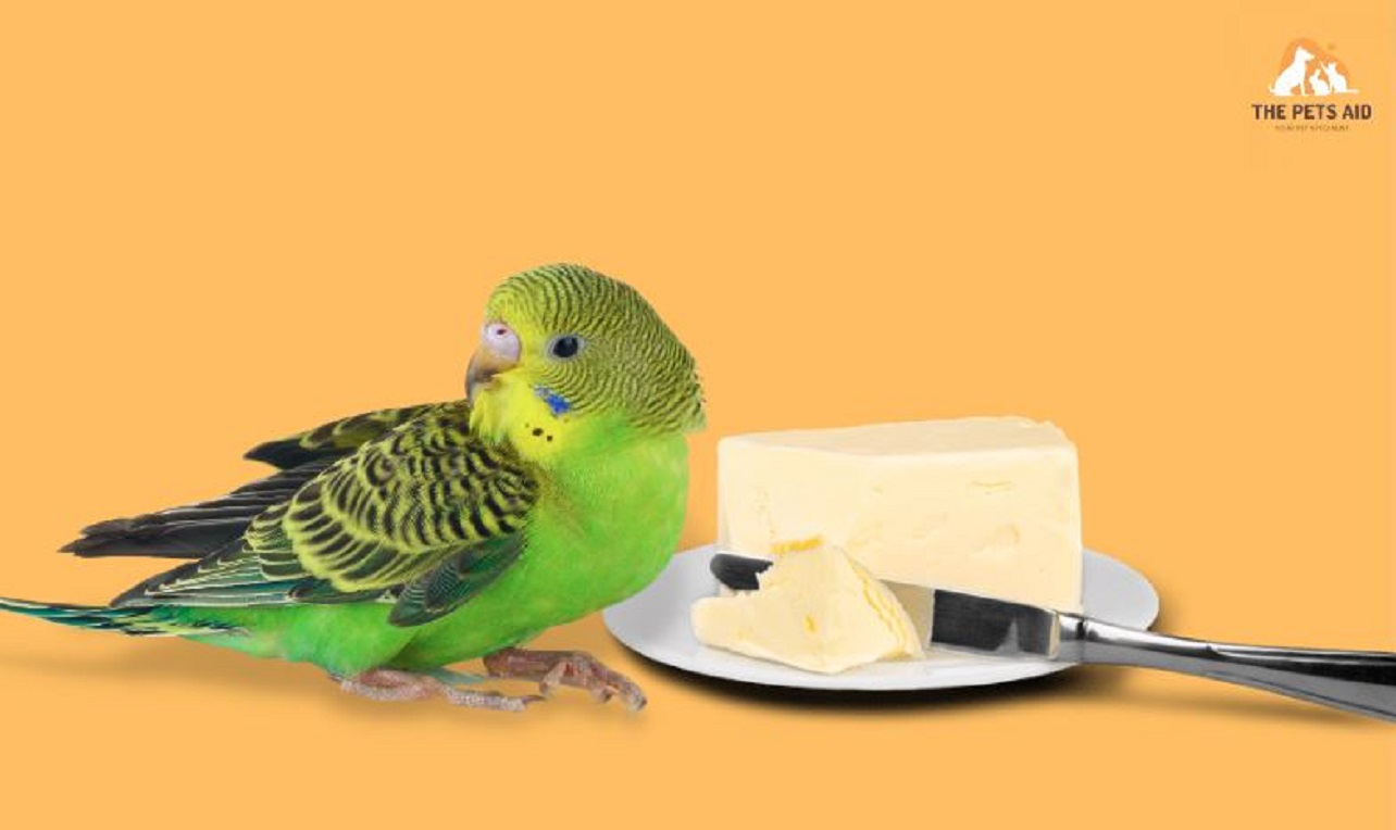 Budgies Can't Eat