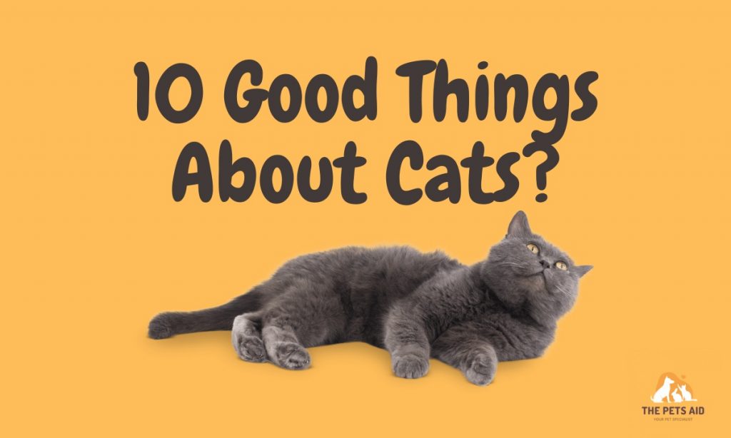 What Are 10 Good Things About Cats