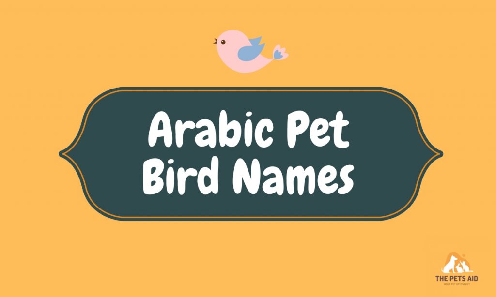 Islamic Pet Bird Names