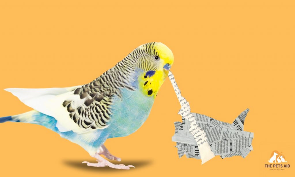 Why Do Budgies Eat Paper 