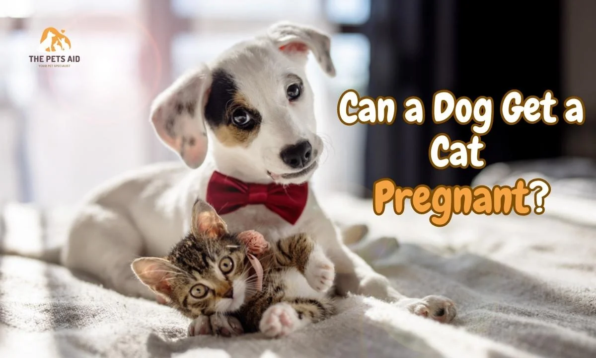 Can a Dog Get a Cat Pregnant