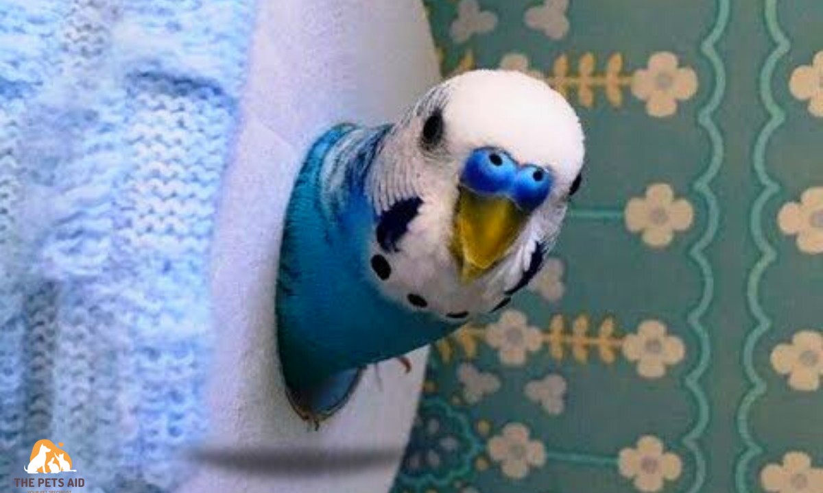 Why Can't Budgies Eat Toilet Paper?
