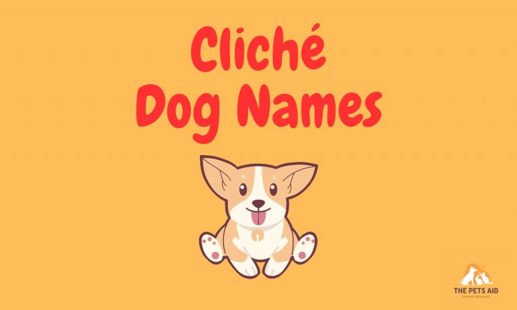 20 Top Most Cliché Dog Names in 2024 - (With Meaning)