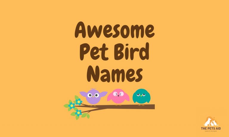 50-awesome-pet-bird-names-in-2023-with-meanings