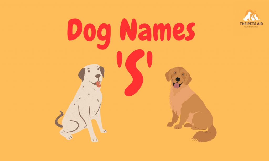 50+ Best Dog Names That Start With S (Male and Female)