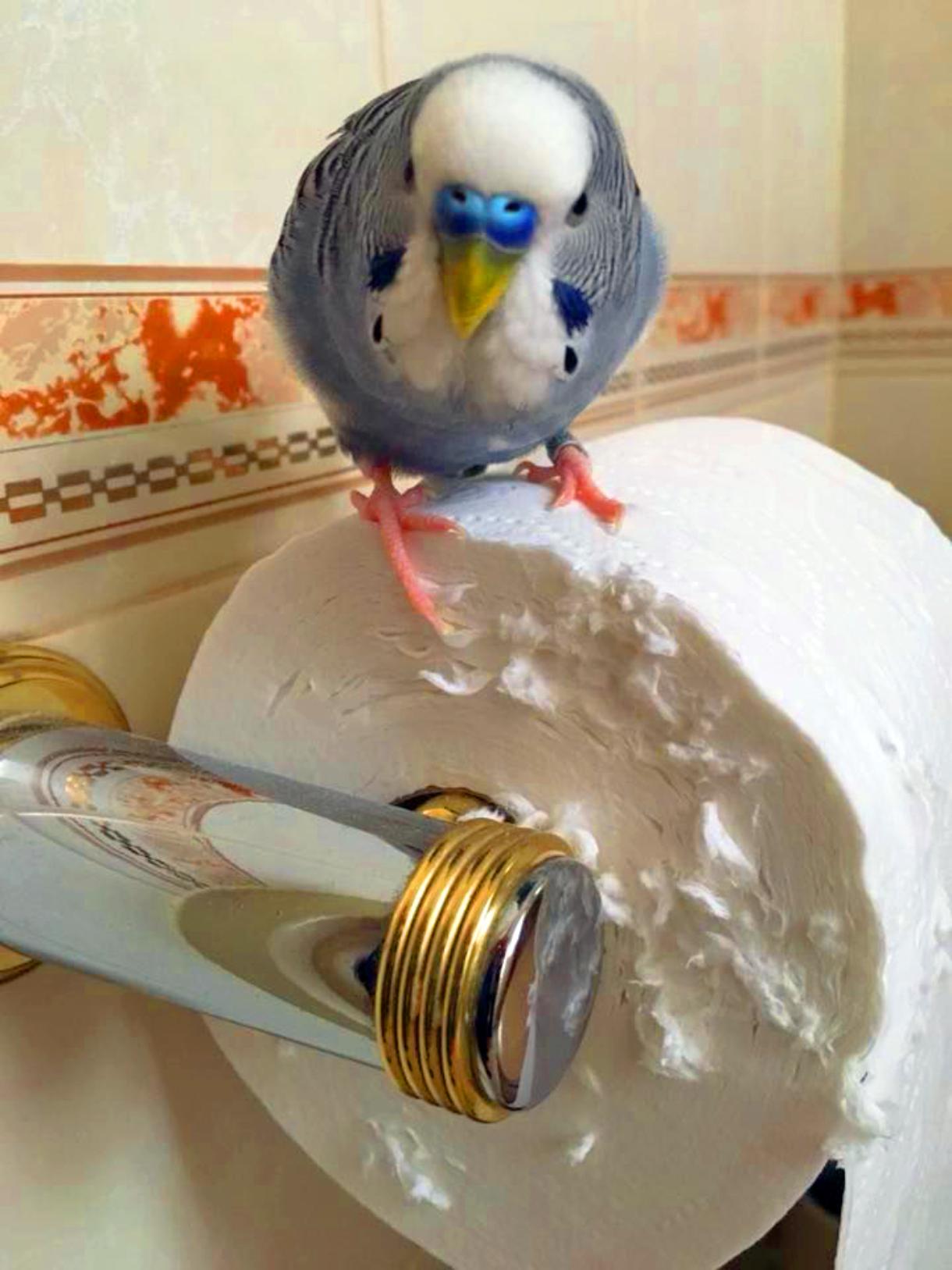 Can Budgies Eat Toilet Paper