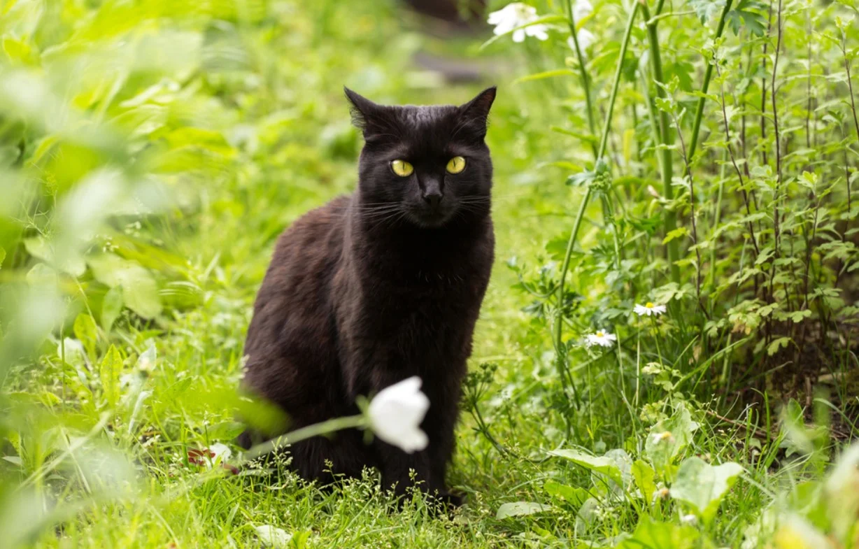 Bombay Cats Breed