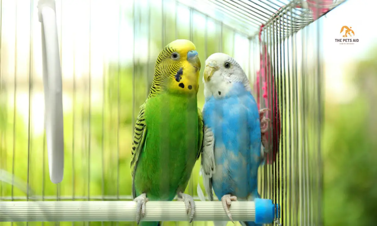 Why Budgies Aren't Breeding