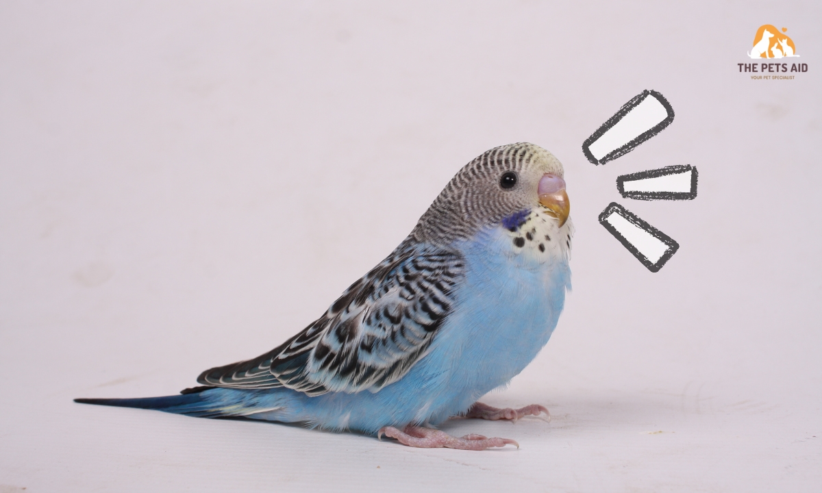 What Does a Happy Parakeet Sound Like