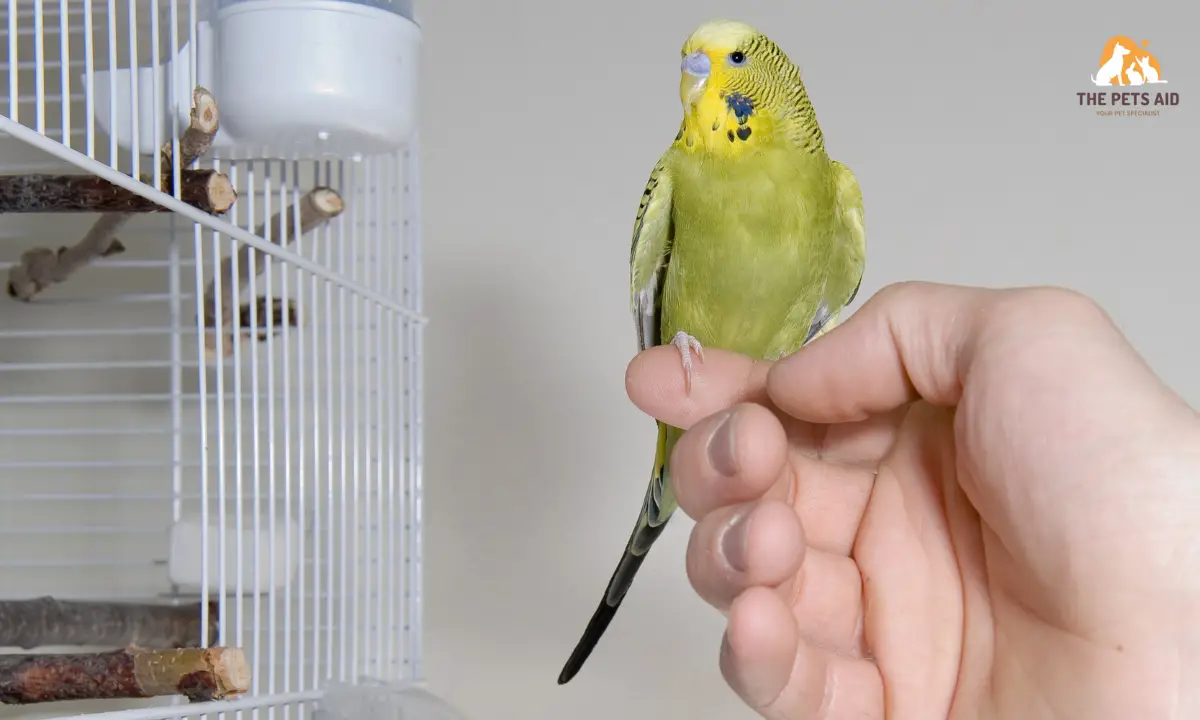 Why do Budgies Keep Opening Its Mouth