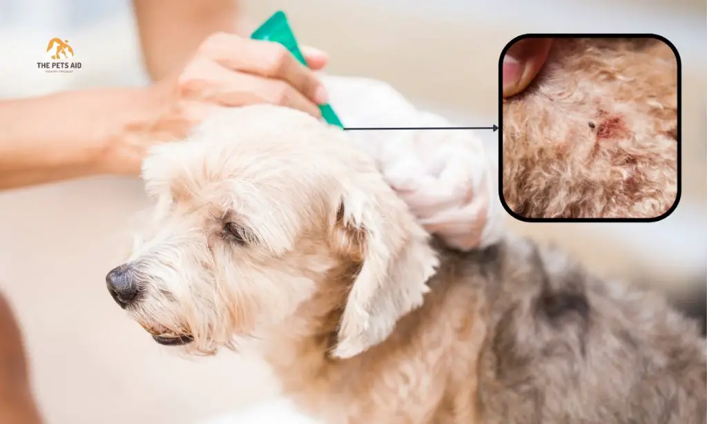 how-to-get-rid-of-fleas-on-my-dog-8-natural-home-remedies