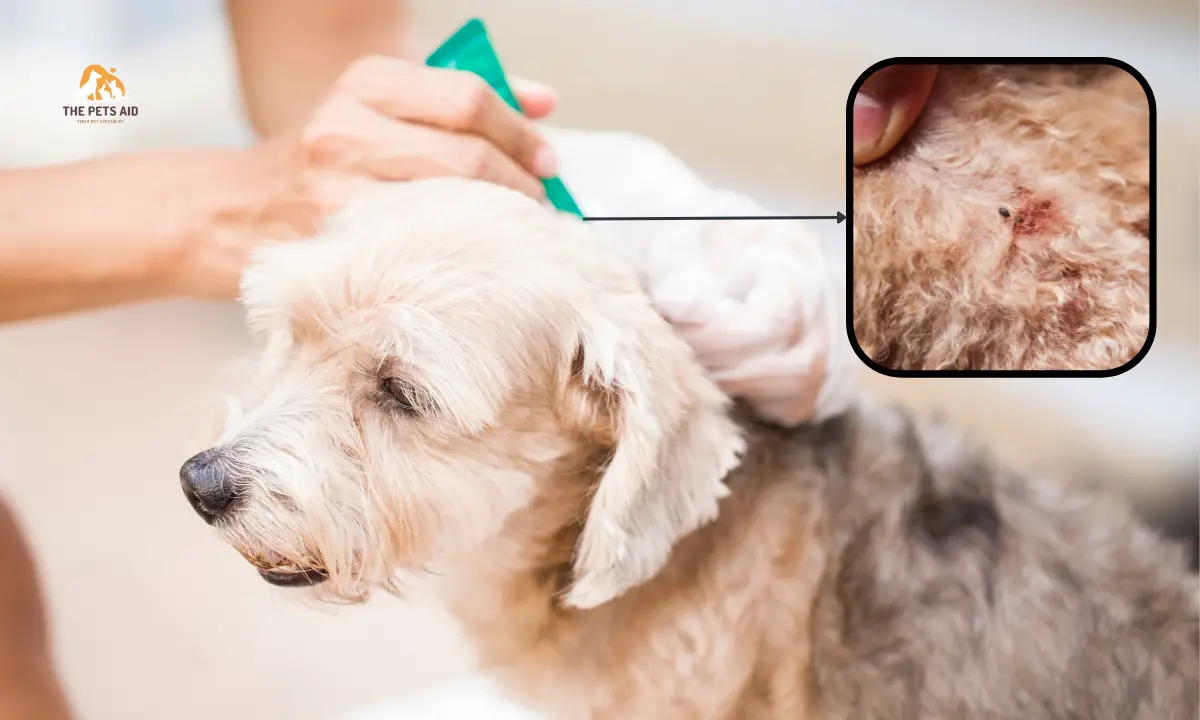 How to Get Rid of Fleas on My Dog? 8 Natural Home Remedies