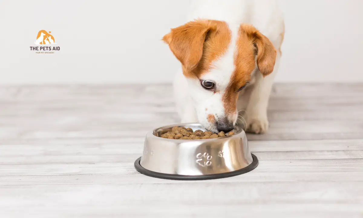 Dog Foods for Small Dogs