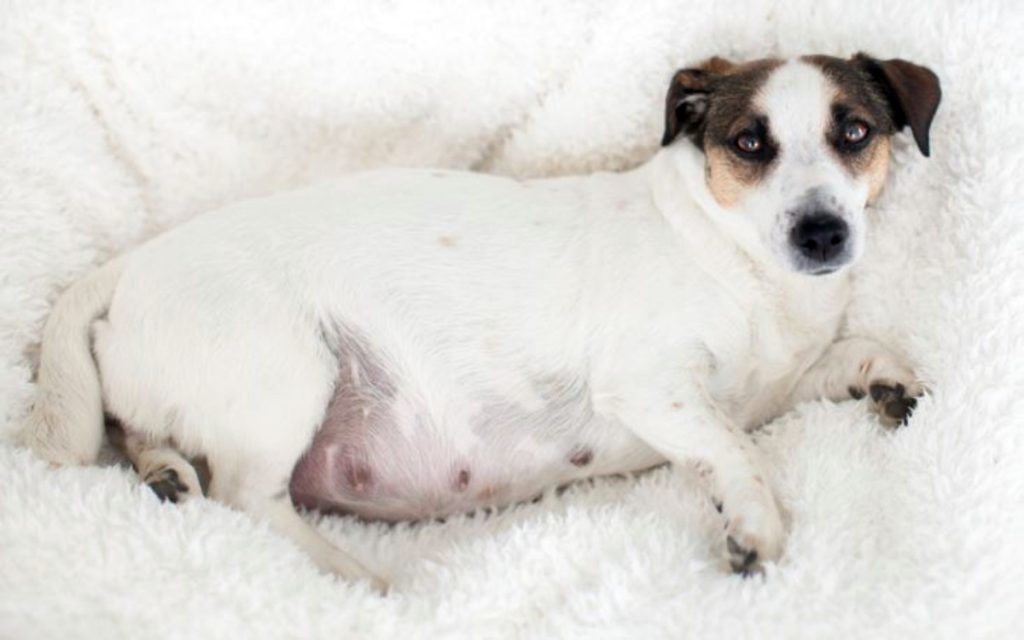 Dog Pregnancy calc