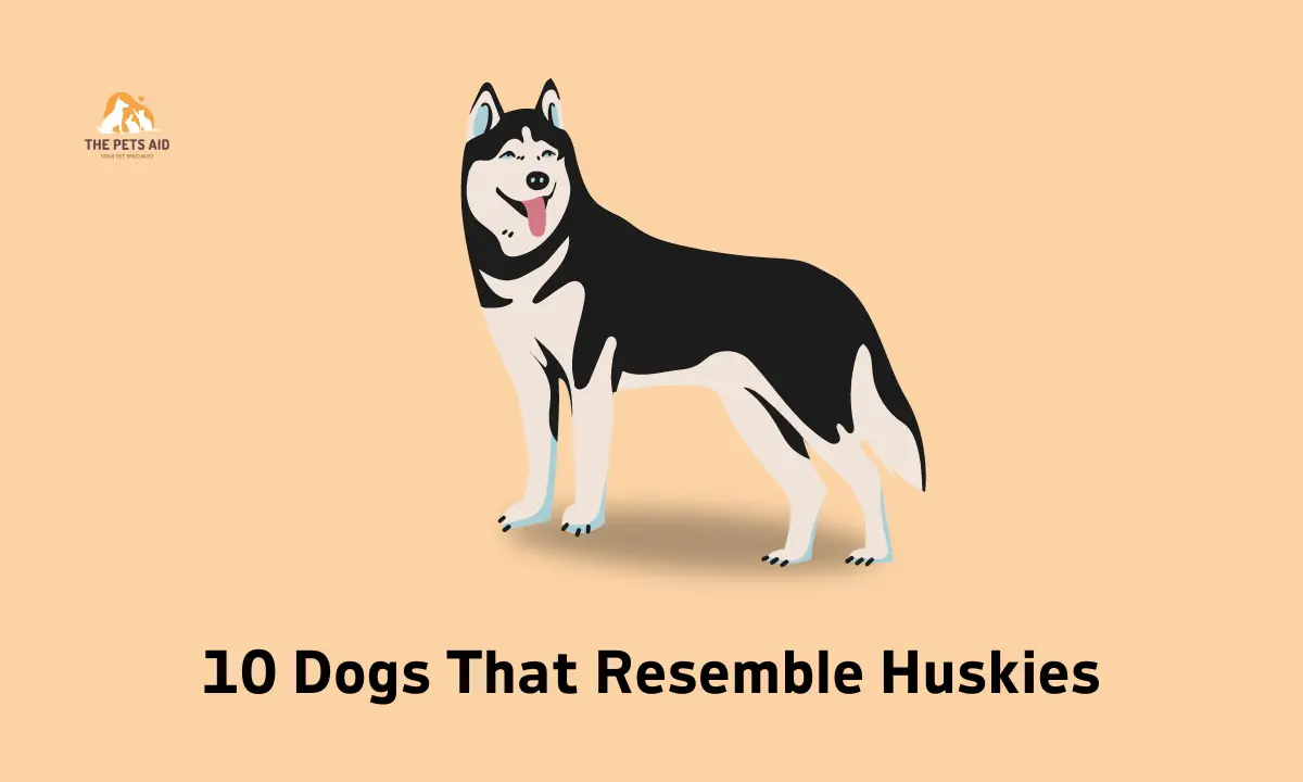 10 Dogs That Resemble Huskies - (Smaller, Bigger, & That Don't Shed) 1 Dogs That Resemble Huskies