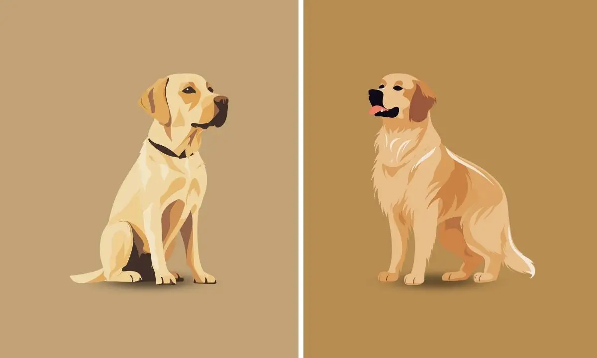 Golden Retriever vs. Labrador Retriever