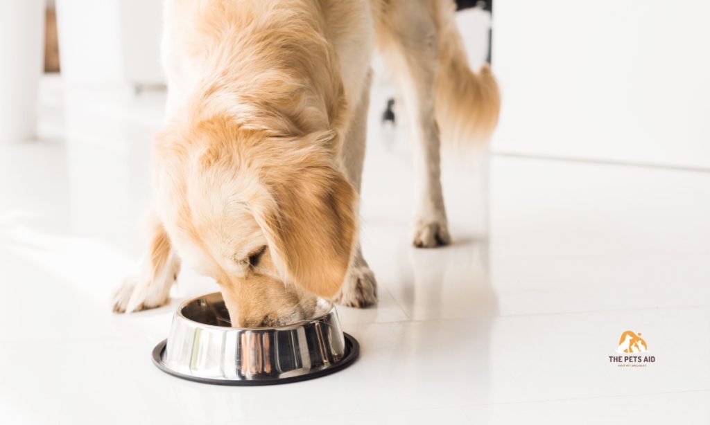 what-human-foods-can-golden-retrievers-eat-10-foods