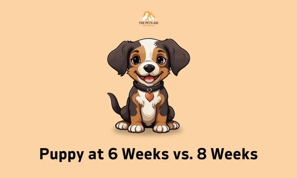 puppy-at-6-weeks-vs-8-weeks-which-one-is-ok