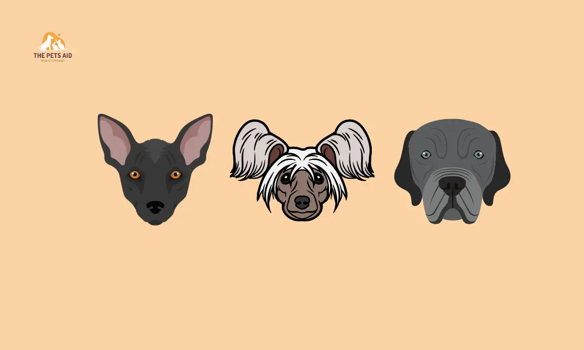 Top 10 Ugliest Dog Breeds - a Quirky Look at Canine Beauty 1 Ugliest Dog Breeds