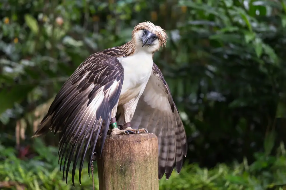 Is Philippine Eagle Stronger Than Bald Eagle