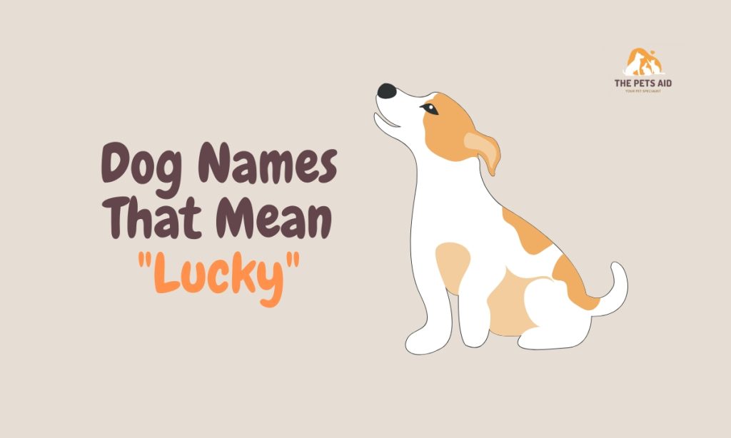 30-dog-names-that-mean-lucky-or-blessed-in-2024