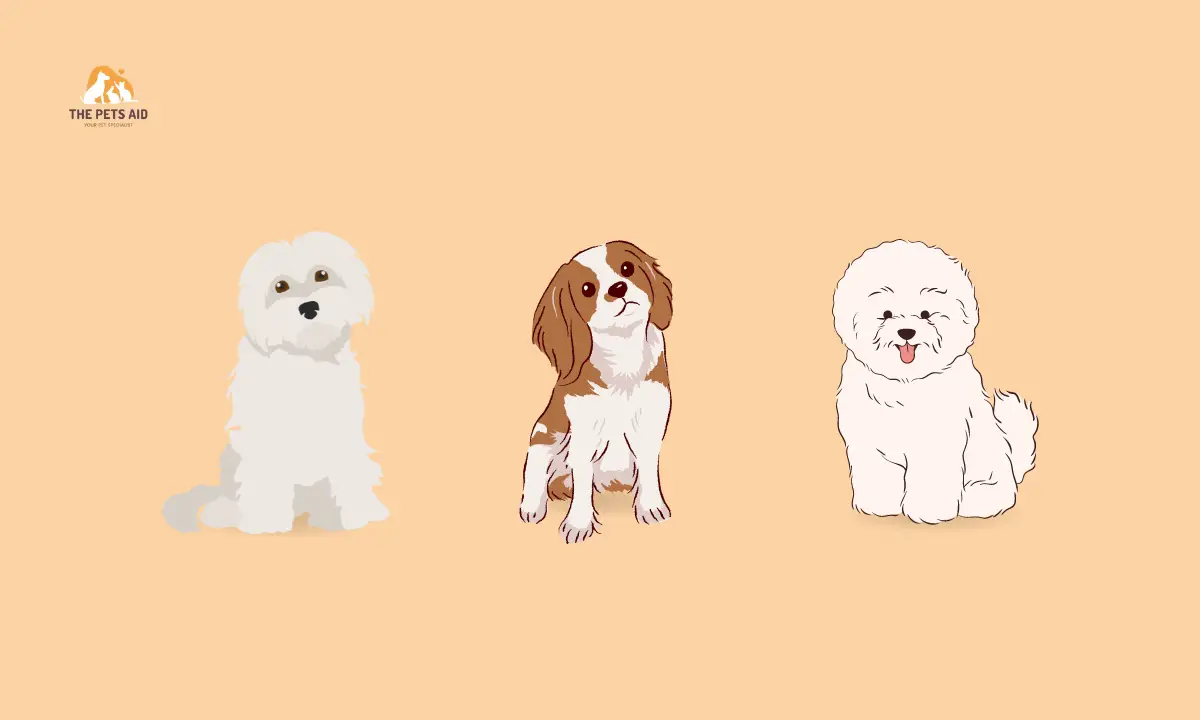 Best Dogs for First Time Owners