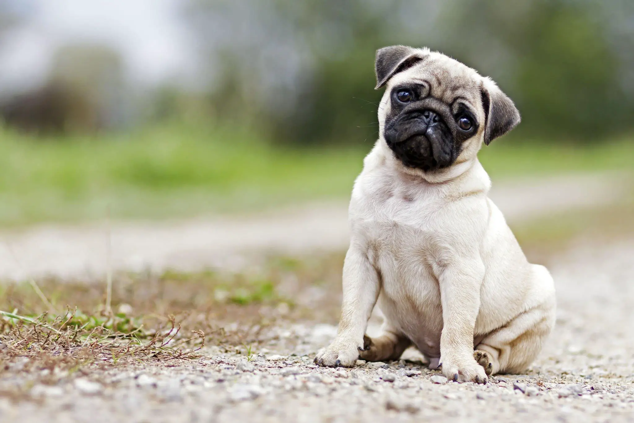 Pug Pros and Cons