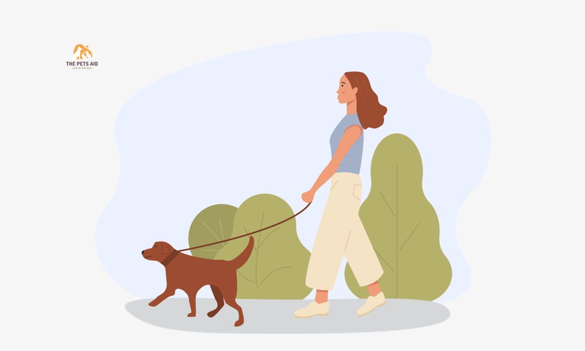 What Happens if You Don’t Walk Your Dog? – (Guide)