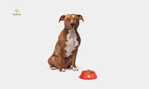 Best Dog Food for Pitbulls With Skin Allergies