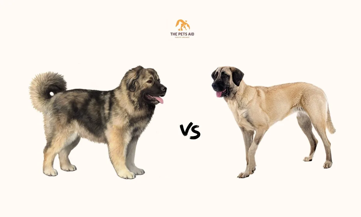 Kangal vs. Caucasian Shepherd