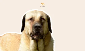 What Dog Can Beat a Kangal